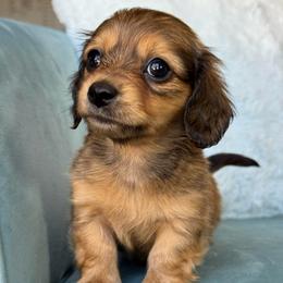 Zuma AKC 3500 - Red female Dachshund puppy in Krum, Texas from Tired Chef Dachshunds