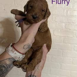 Flurry - Red  female Poodle puppy in Mount Vernon, Illinois from AMC Poodles