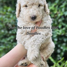 Goldendoodle, Old English Sheepdog, Poodle, Schnoodle, and Sheepadoodle Puppies from For the LOVE of Poodles and Doodles