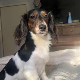 Wiley - Dachshund