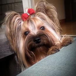 J. J. - Yorkshire Terrier