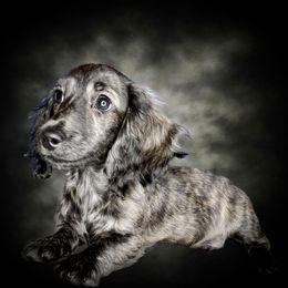 Cody - Cream Dachshund puppy in Washington, North Carolina from Elegant Dachshunds-Eledox