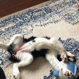 English Springer Spaniel Puppies from Tandem English Springer Spaniels