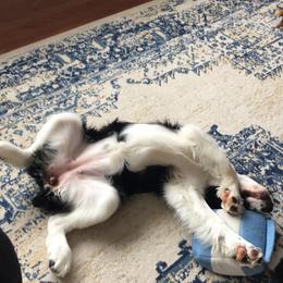 English Springer Spaniel Puppies from Tandem English Springer Spaniels