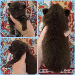 Milo - Chocolate and tan male Pomeranian puppy in Washington, North Carolina from Grace's Poms🐾💕