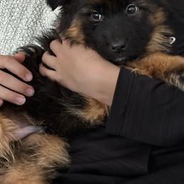 German Shepherd Puppies from Golden Ridge