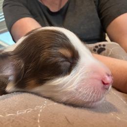 Orzo Girl 2 - Red tri-color female Australian Shepherd puppy in Johnson City, Tennessee from St. Isidore Australian Shepherds