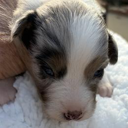 Girl 3 - female Australian Shepherd puppy in San Jose, California from Dirty Laundry Australian Shepherds