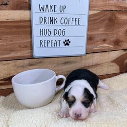 Ike-fluffy - Black and tan male Pembroke Welsh Corgi puppy in Stillwater, Oklahoma from Steele Family Farms