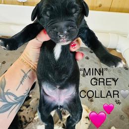 MINNI - Black and white female Sheepadoodle puppy in Buffalo, Minnesota from Fur-ever Doodles