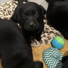 Boy 4 - Black Labrador Retriever puppy in Menomonee Falls, Wisconsin from Steppinstone Dog Training and Labradors/BC’s