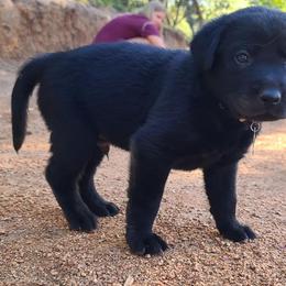 Labrador Retriever Puppies from Labrador Trails