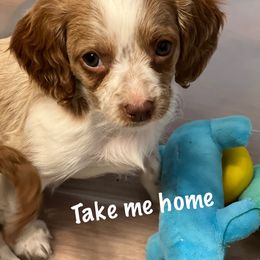 Cavapoo Puppies from QuiGents