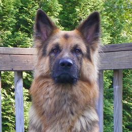 Kolby - German Shepherd