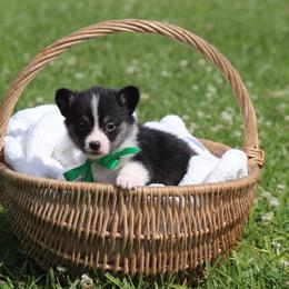 Boy 1 green ribbon - Black and tan male Pembroke Welsh Corgi puppy in Ville Platte, Louisiana from Flat town corgis