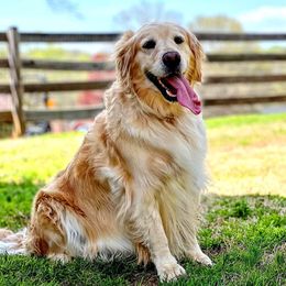 Sparta - Golden Retriever