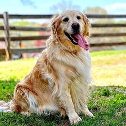 Sparta - Golden Retriever