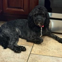 Tasha - Black female Poodle puppy in Pueblo West, Colorado from Little Paws Poodles
