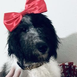 Mrs. Potts - Bernedoodle puppy from Little Lake Doodles