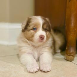 Sandy - Red merle female Australian Shepherd puppy in Morehead City, North Carolina from Crab Point Australian Shepherds