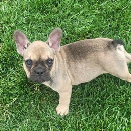 French Bulldog Puppies from Absolute Frenchie Connection