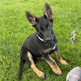 Boy blue collar with white stripes. - Black and red male German Shepherd puppy in Galt, California from At Redwood Runs