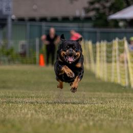 Darc - Rottweiler