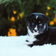 German Shepherd and Sporty Mix Puppies from Savage K9 Kennels