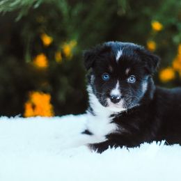 German Shepherd and Sporty Mix Puppies from Savage K9 Kennels