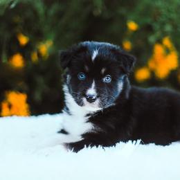 German Shepherd and Sporty Mix Puppies from Savage K9 Kennels