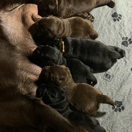 Gold Collar - Black male Labrador Retriever puppy in Malabar, Florida from Mythic Labradors, LLC