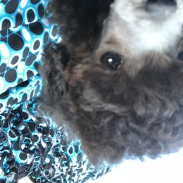 Poodle Puppies from My Little Poodle