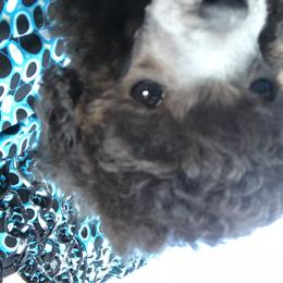 Poodle Puppies from My Little Poodle