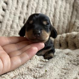 Mikasa - Black and cream female Dachshund puppy in Grants Pass, Oregon from Redwood Dachshunds