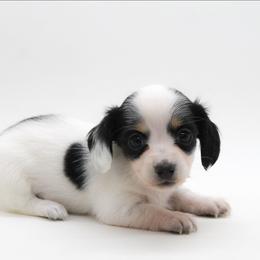 Female 1 - Piebald female Dachshund puppy in Childress, Texas from Taylor Farms