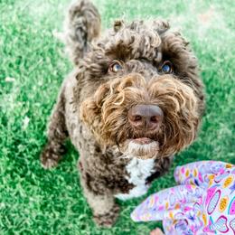 Evie - Goldendoodle