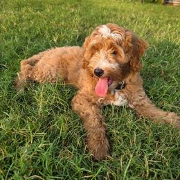 Apricot wavy - Red male Bernedoodle puppy in Graham, Texas from 2 Rose Ranch Doodles
