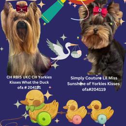 Yorkshire Terrier puppies from Yorkies Kisses
