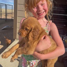 Golden Retriever Puppies from High Country Golden Retrievers