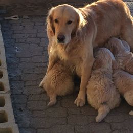 Golden Retriever Puppies from Rainbow Goldens