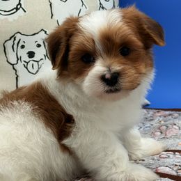 Princeton - Red sable male Havanese puppy in Wappapello, Missouri from Titanium Havanese LLC