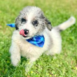Charlie - Blue merle male Aussiedoodle puppy in Eastman, Georgia from Dood B Ranch
