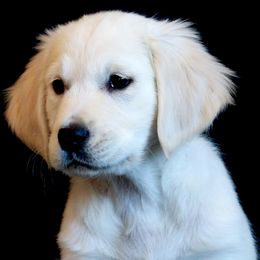 Golden Retrievers from Peyton Goldens