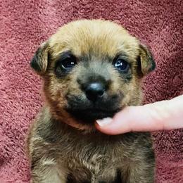 Pink Collar Female - Red wheaten female Norfolk Terrier puppy in Bristol, Tennessee from Holston Hollow Farm