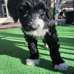 Sheepadoodle Puppies from Jaqueline Sparks