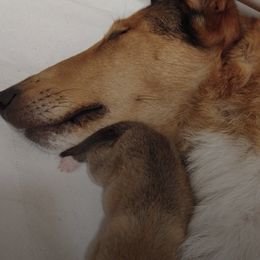 Collies from The Shepherd's Collies