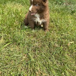 Siberian Husky Puppies from Rose Trail Siberian’s