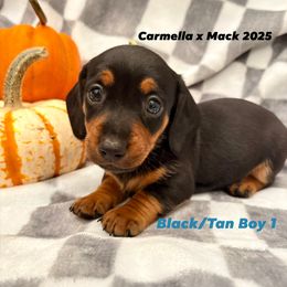 Black and Tan Boy 1 - Black and tan male Dachshund puppy in Aiken, South Carolina from Riverside Dachshunds