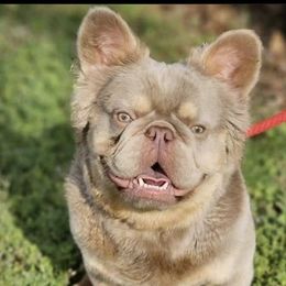 French Bulldogs from IB Kennels