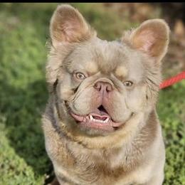 French Bulldogs from IB Kennels